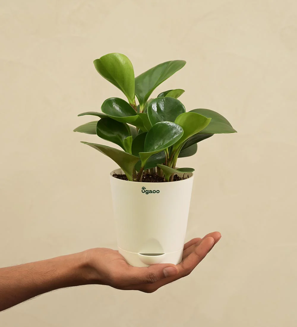 Peperomia Green Plant Corporate Gift Hamper - Image 4