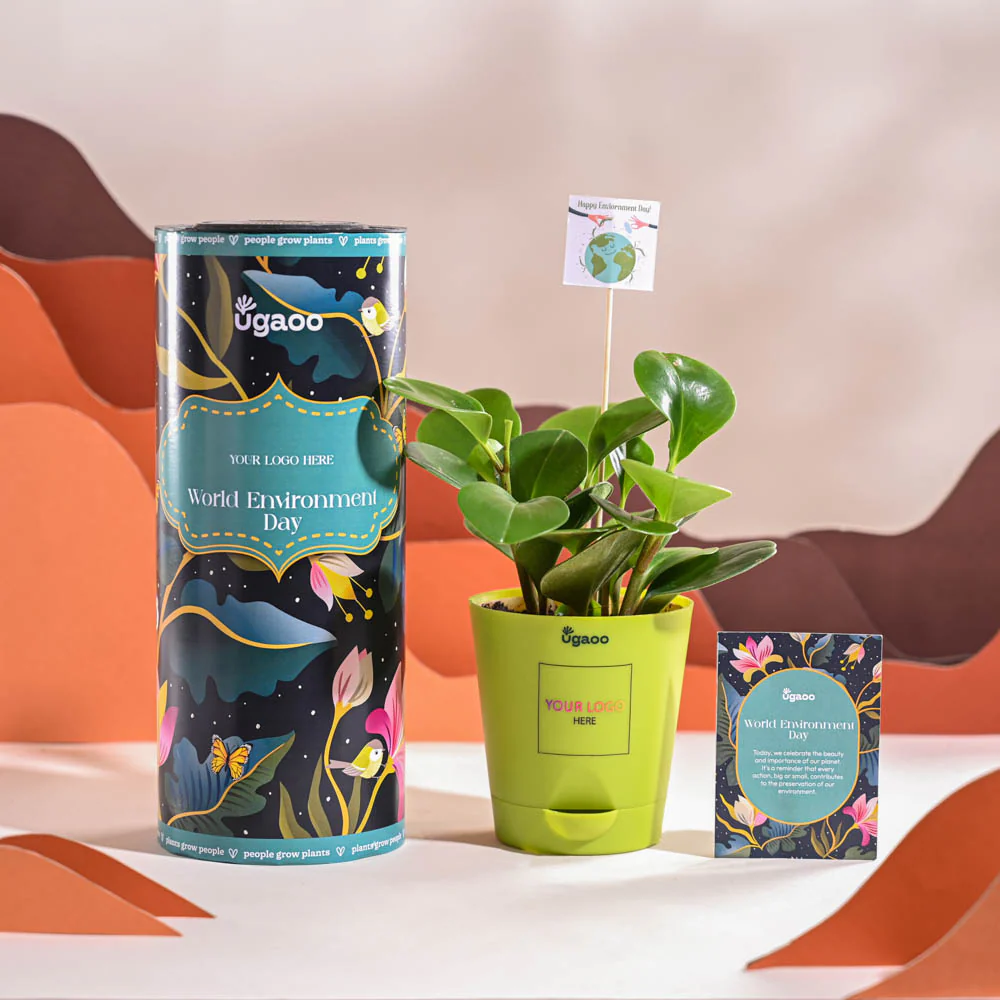 Peperomia Green Plant For Environment Day Gifting - Image 14