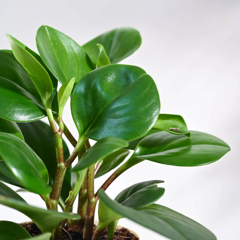 Peperomia Green Plant For Environment Day Gifting - Image 54