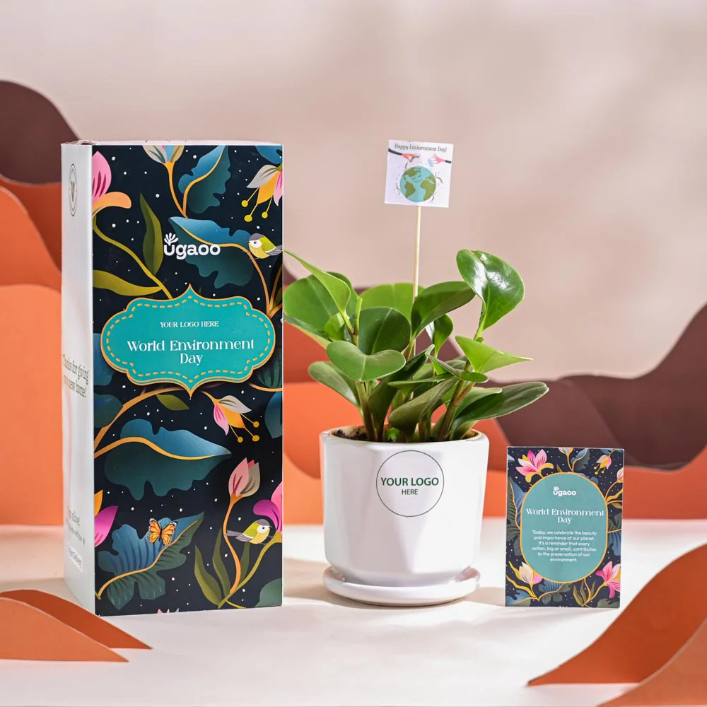 Peperomia Green Plant For Environment Day Gifting - Image 67