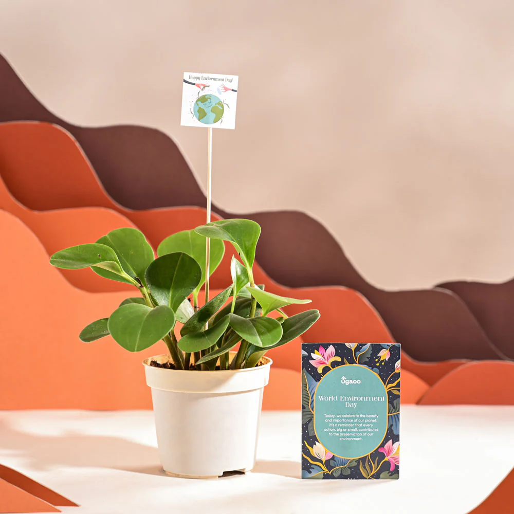 Peperomia Green Plant For Environment Day Gifting - Image 9