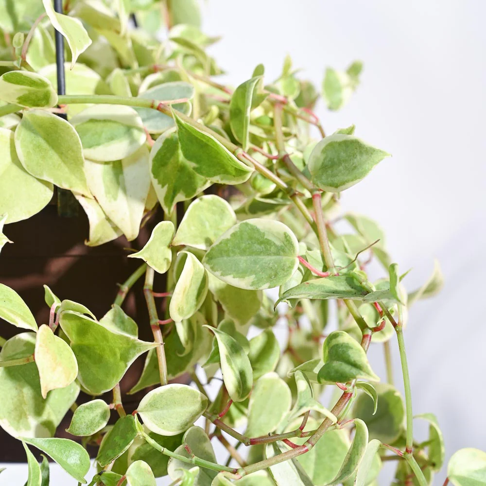 Peperomia Variegated Creeper With Hanging Pot - Image 2
