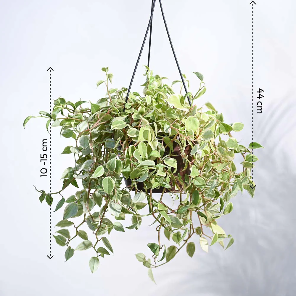 Peperomia Variegated Creeper With Hanging Pot - Image 4