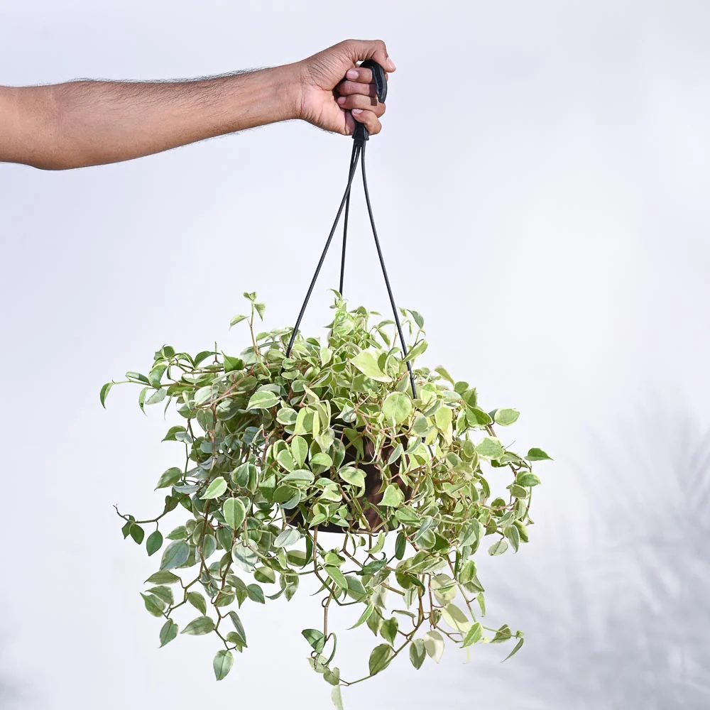 Peperomia Variegated Creeper With Hanging Pot - Image 5