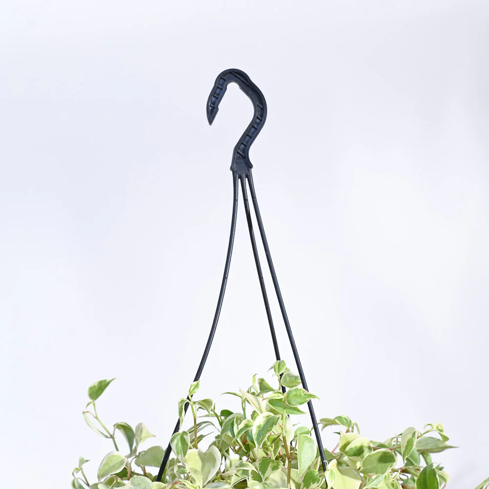 Peperomia Variegated Creeper With Hanging Pot - Image 6