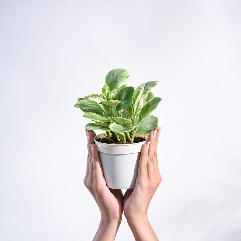 Peperomia Variegated Plant - Image 113