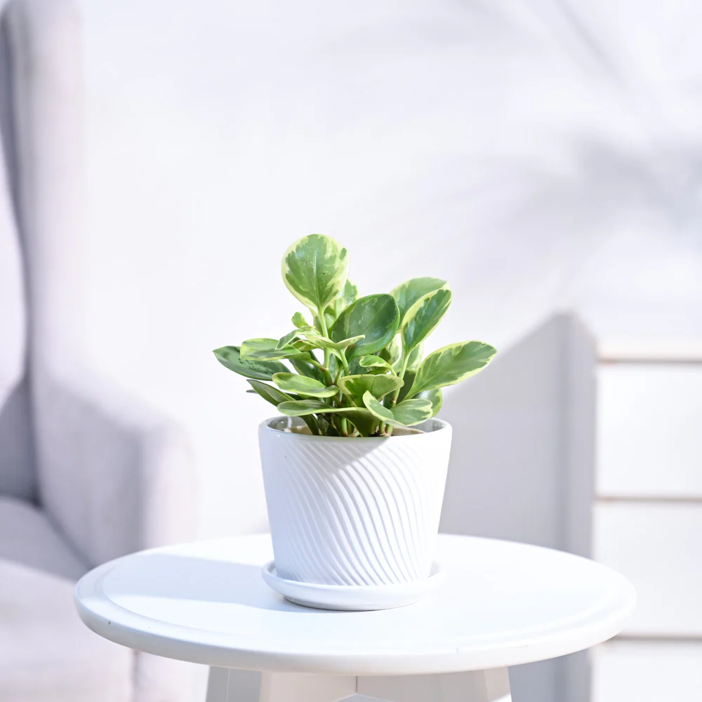 Peperomia Variegated Plant - Image 116