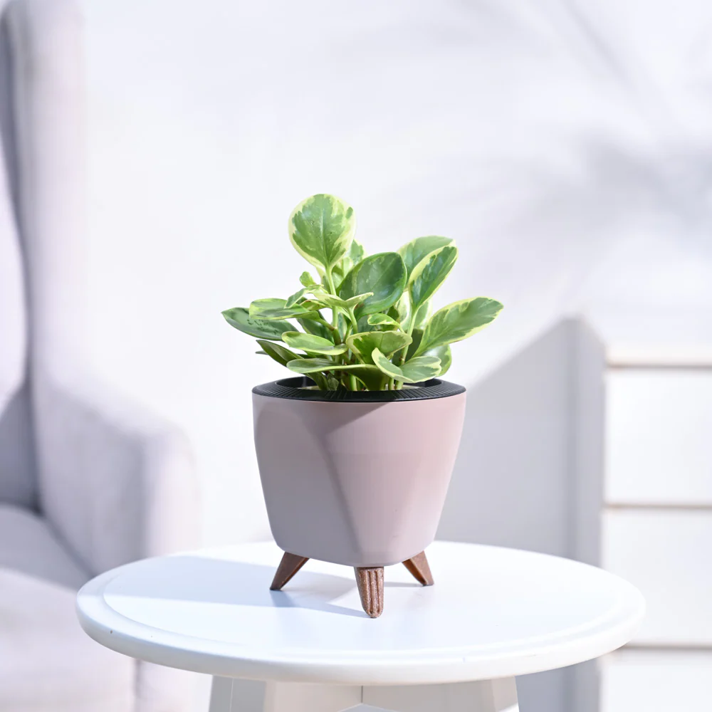 Peperomia Variegated Plant - Image 13