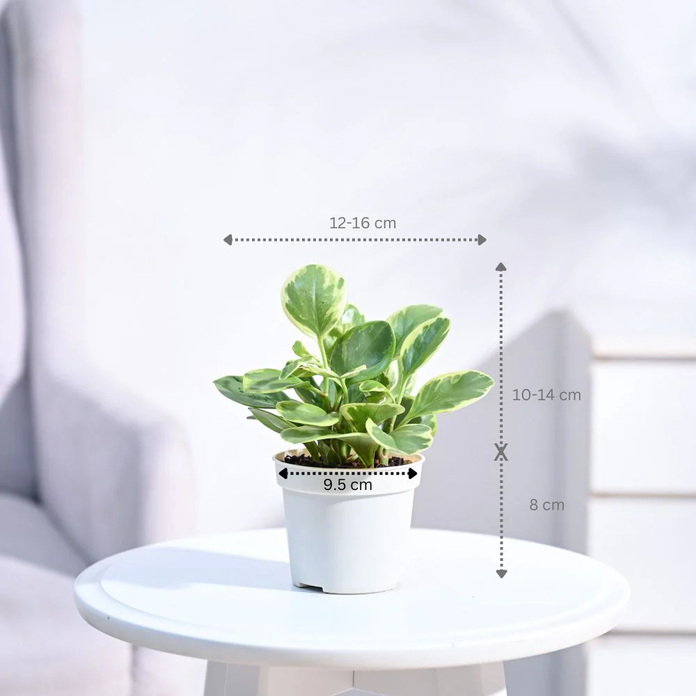 Peperomia Variegated Plant - Image 132