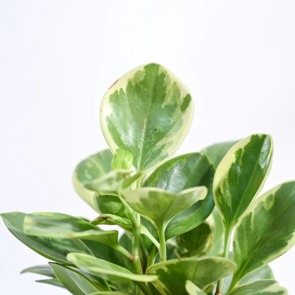 Peperomia Variegated Plant - Image 140
