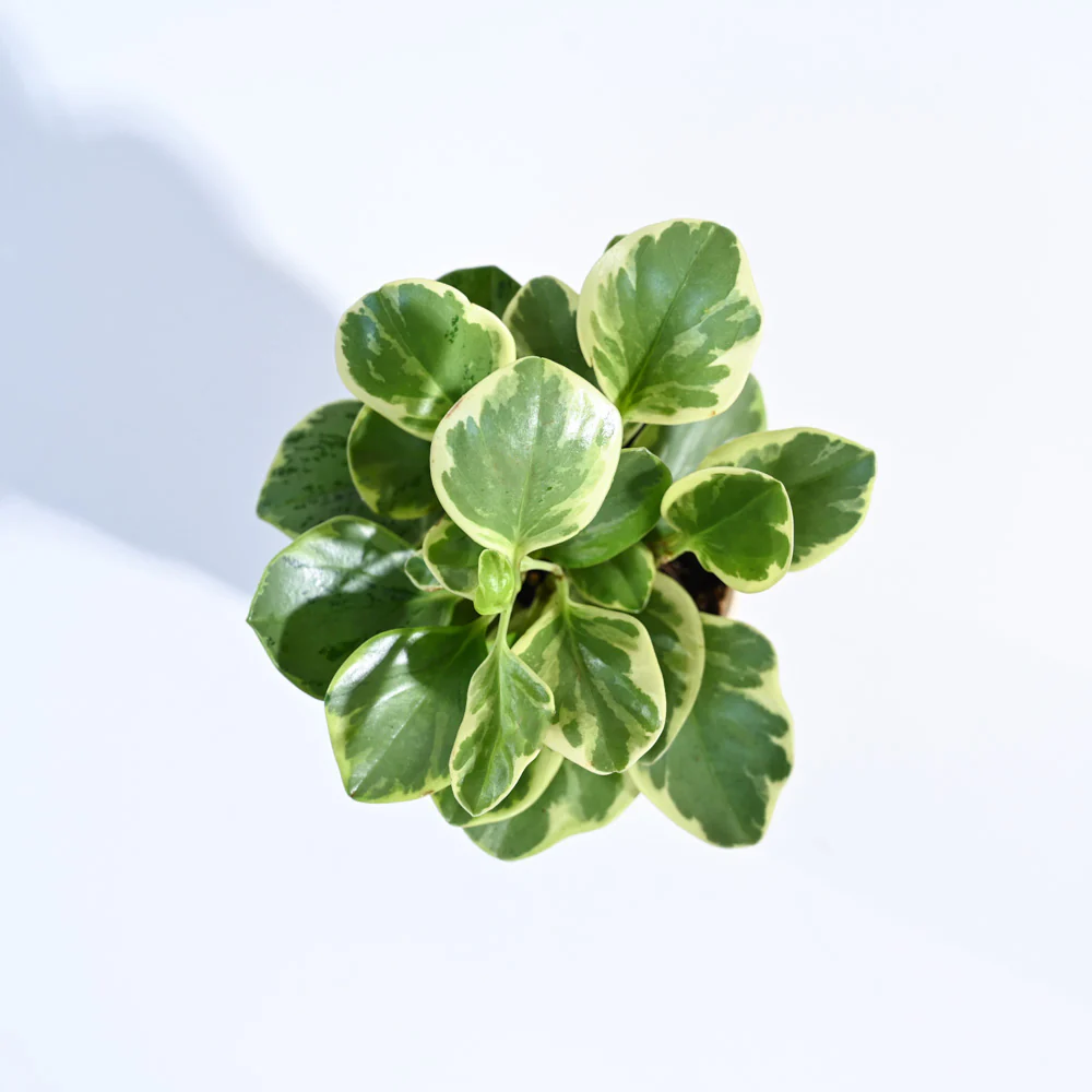 Peperomia Variegated Plant - Image 146