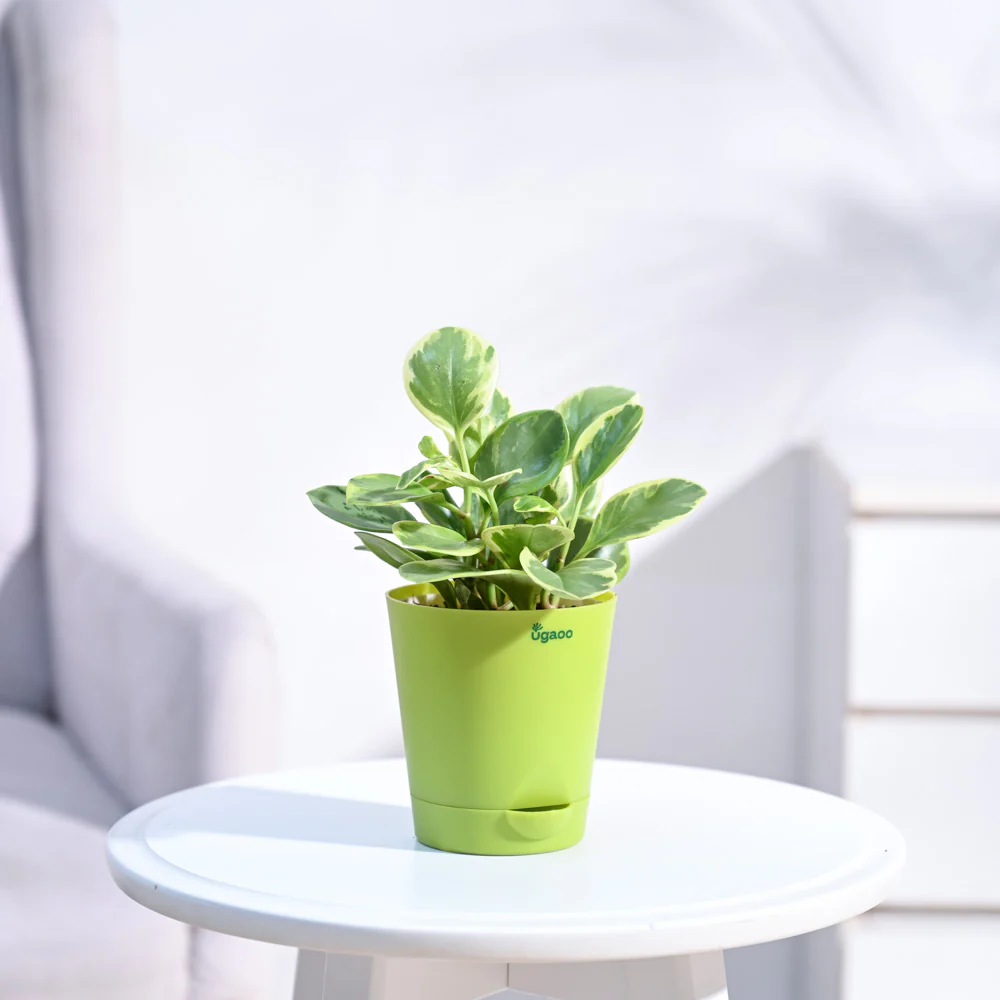 Peperomia Variegated Plant - Image 23