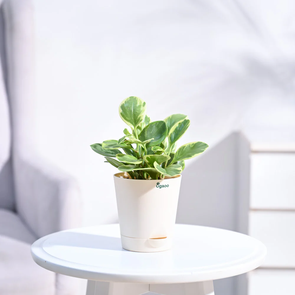 Peperomia Variegated Plant - Image 26