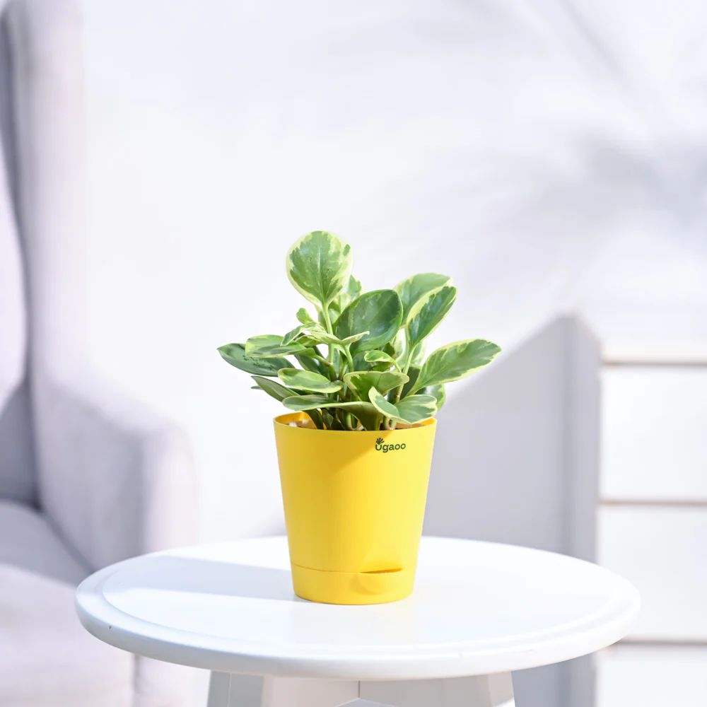 Peperomia Variegated Plant - Image 29