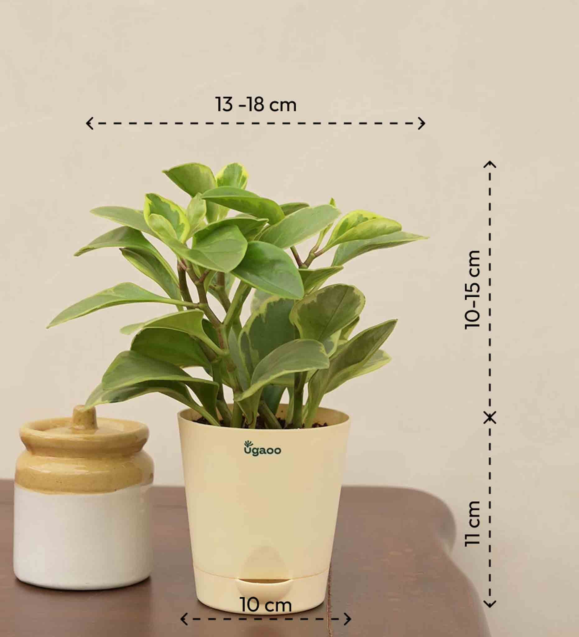 Peperomia Variegated Plant - Image 4