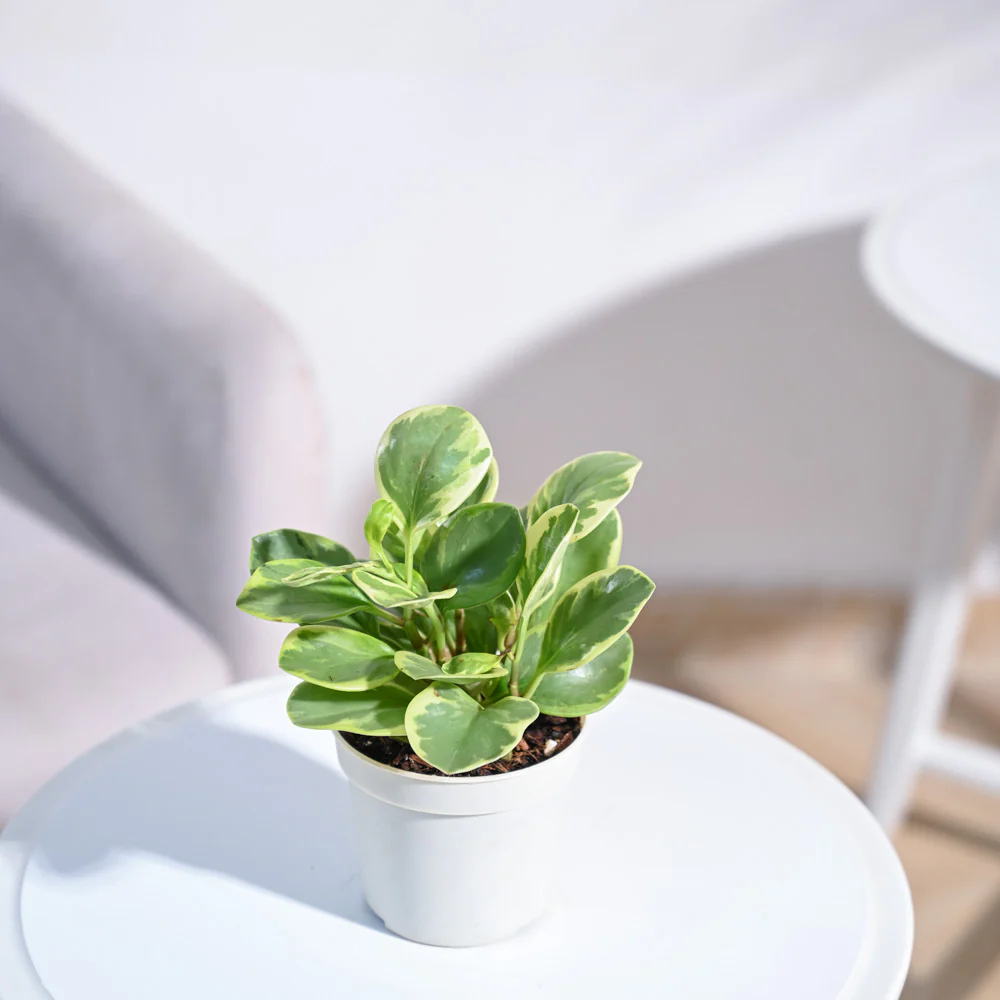 Peperomia Variegated Plant - Image 57