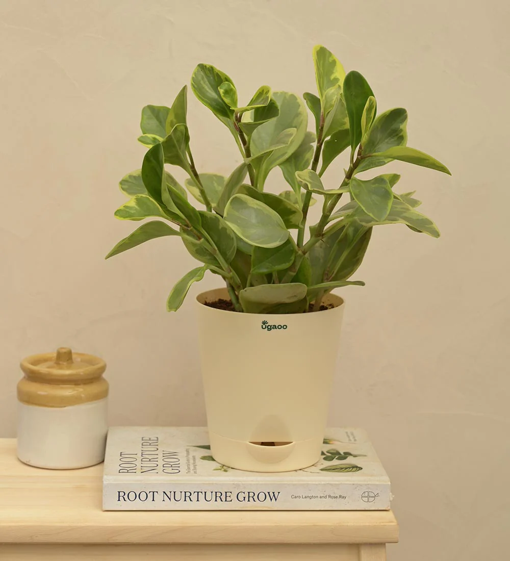 Peperomia Variegated Plant - Image 7