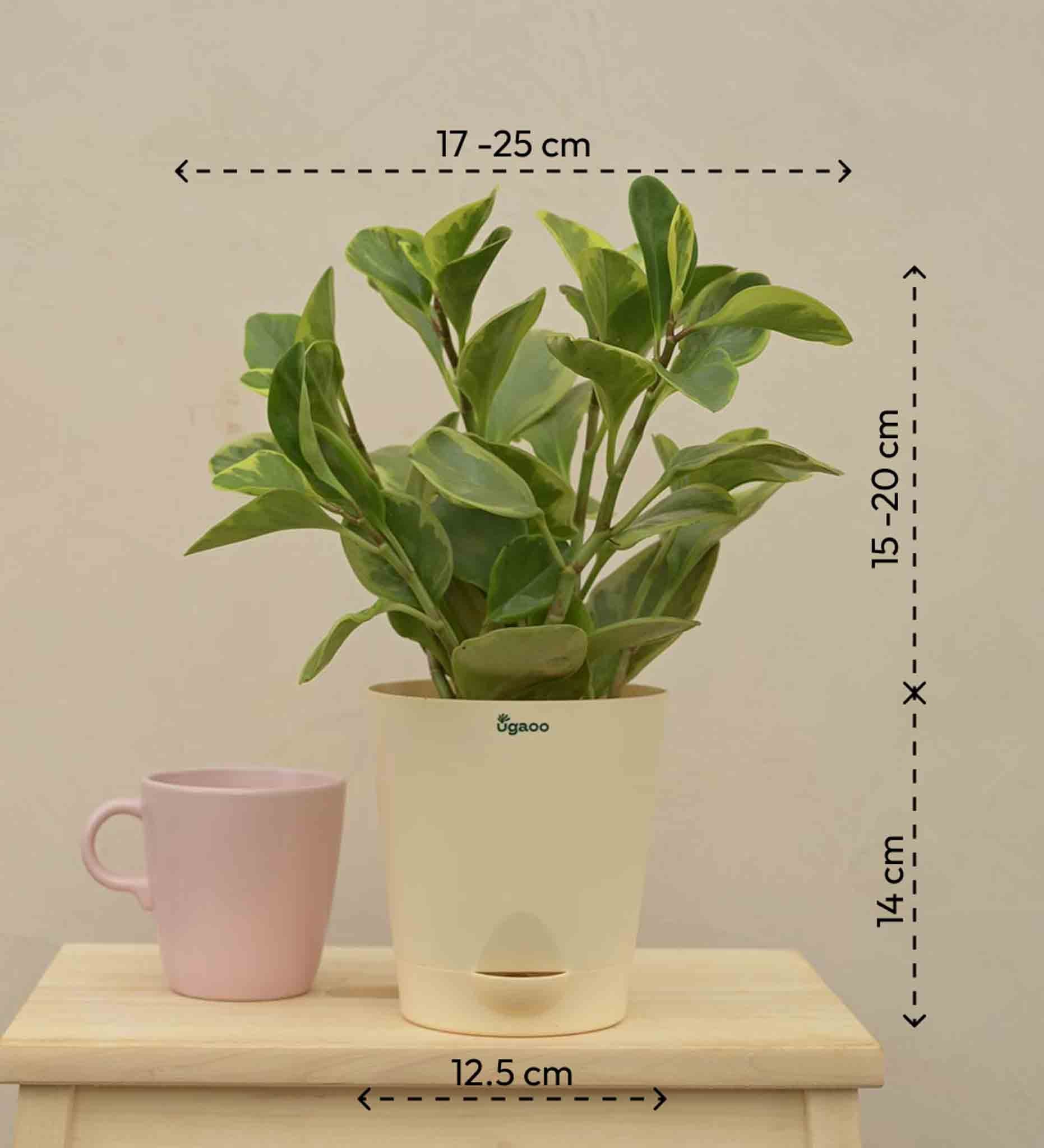 Peperomia Variegated Plant - Image 9