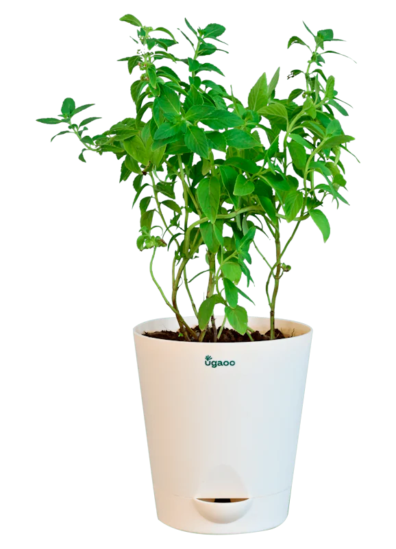 Peppermint Plant - Image 2