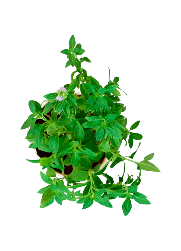 Peppermint Plant - Image 3