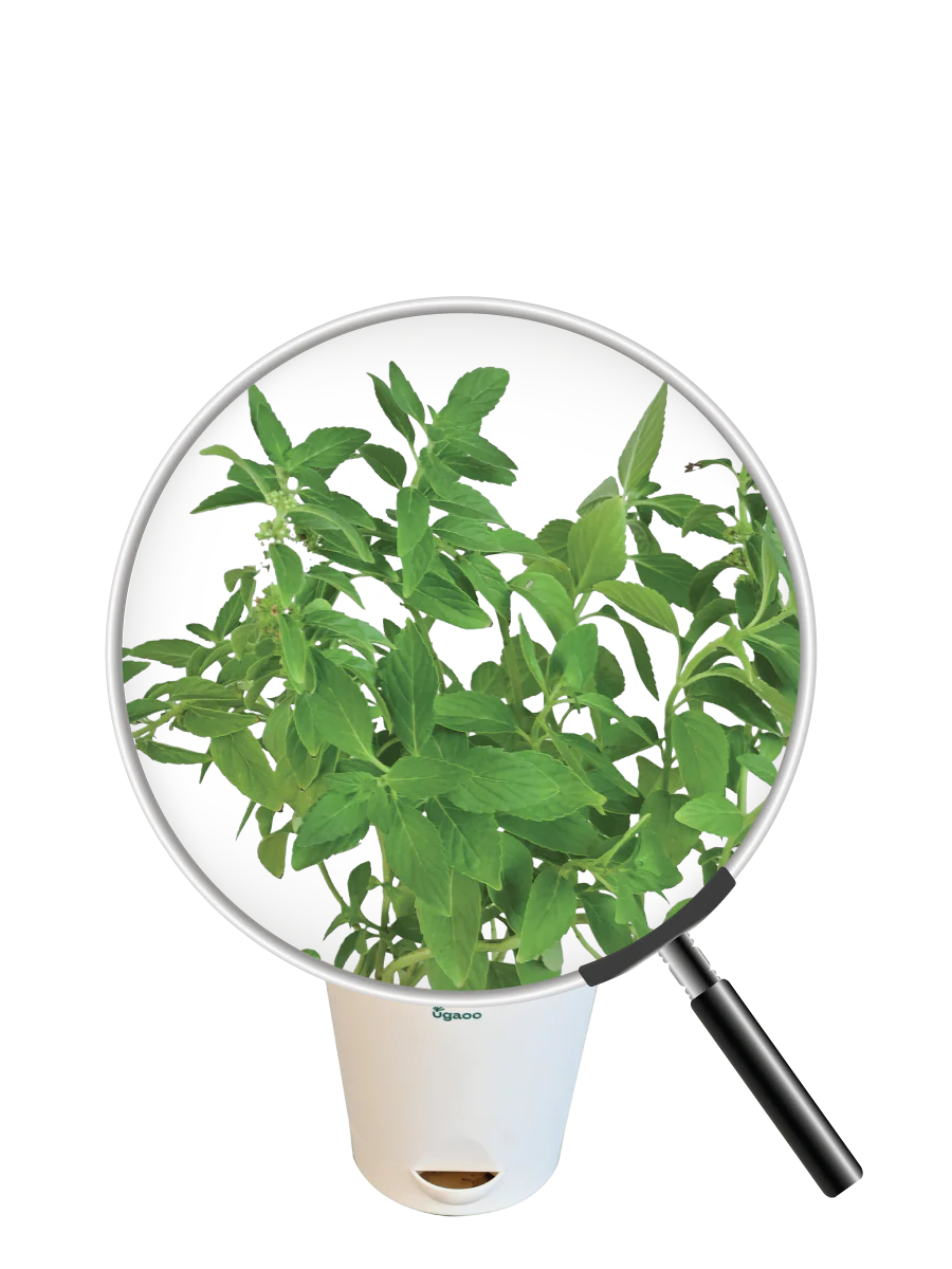 Peppermint Plant - Image 4