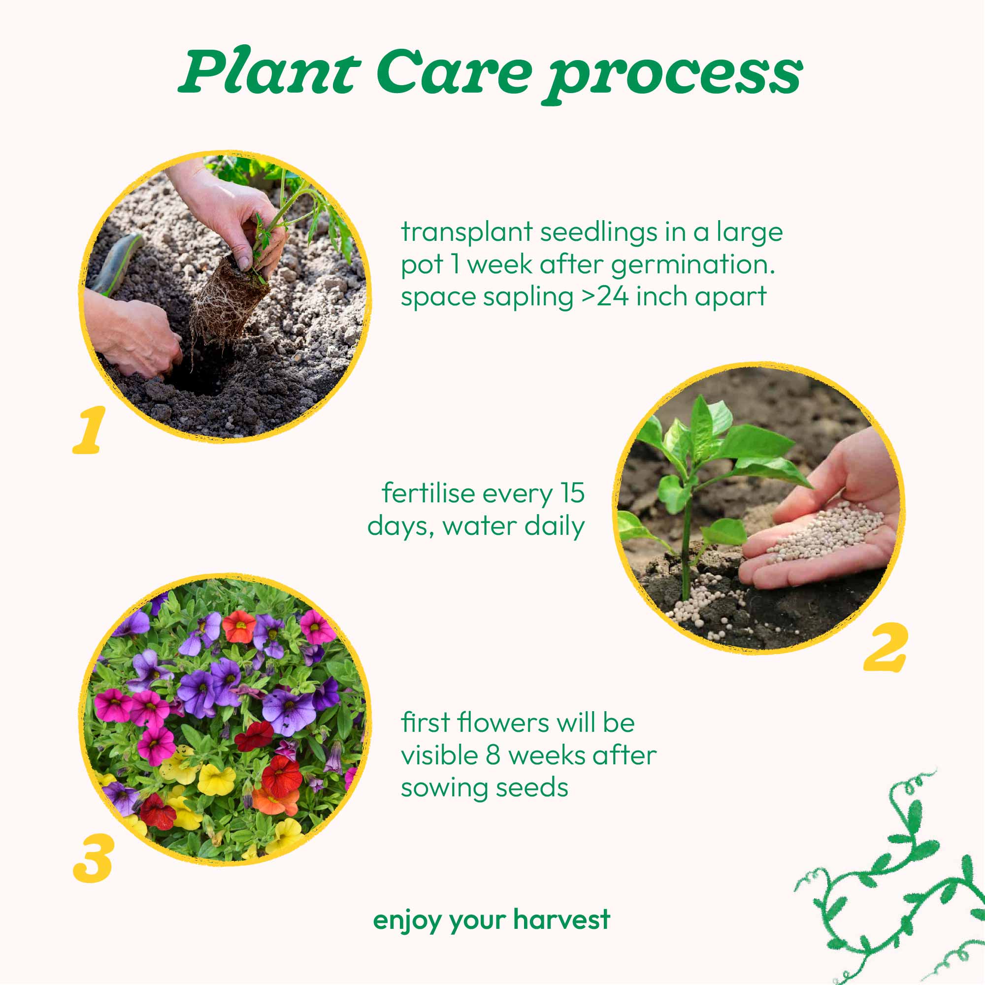Petunia Mix Seeds - Image 5