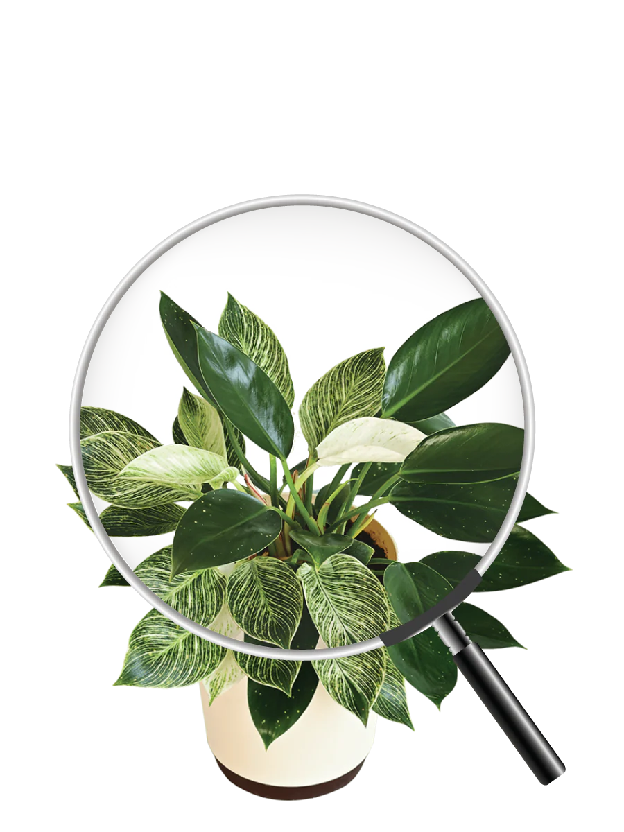 Philodendron Birkin and Philodendron Congo Plant Bouquet - Image 4