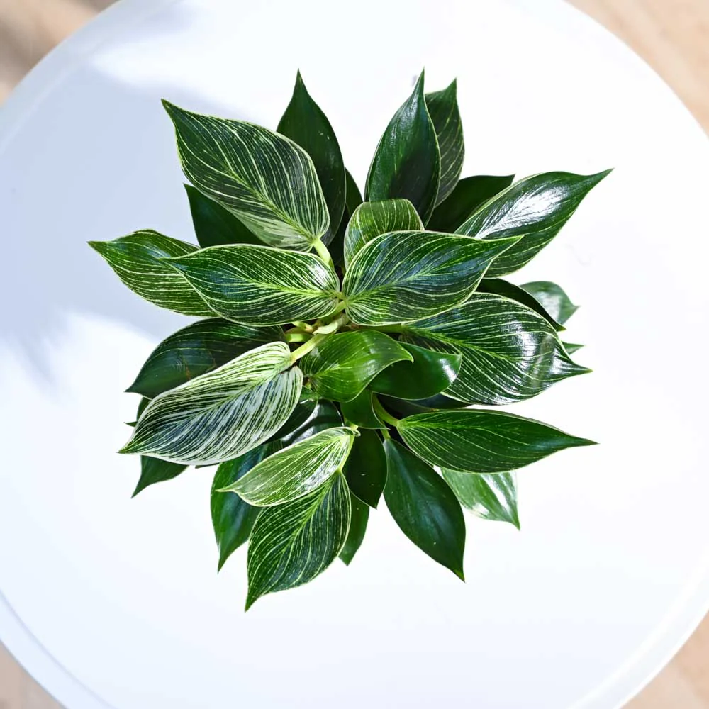 Philodendron Birkin Plant - Image 11