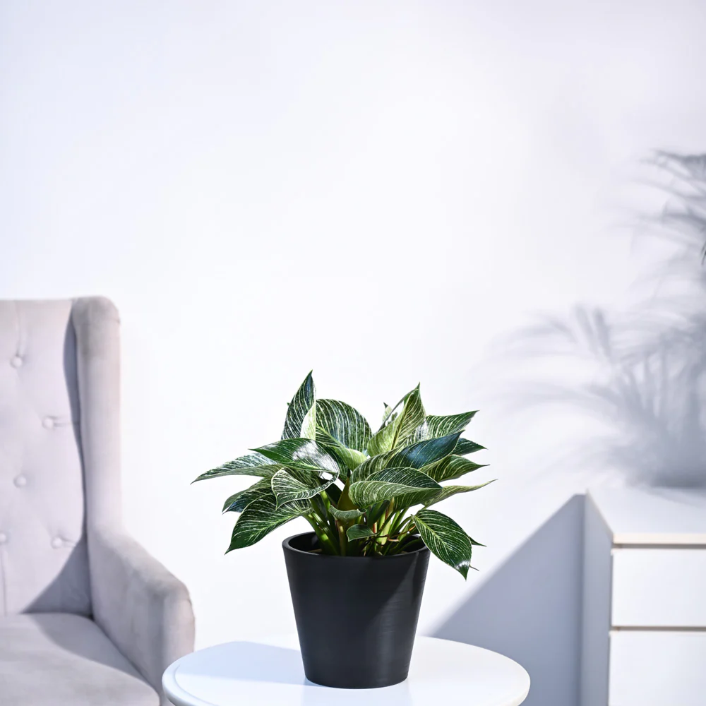 Philodendron Birkin Plant - Image 112