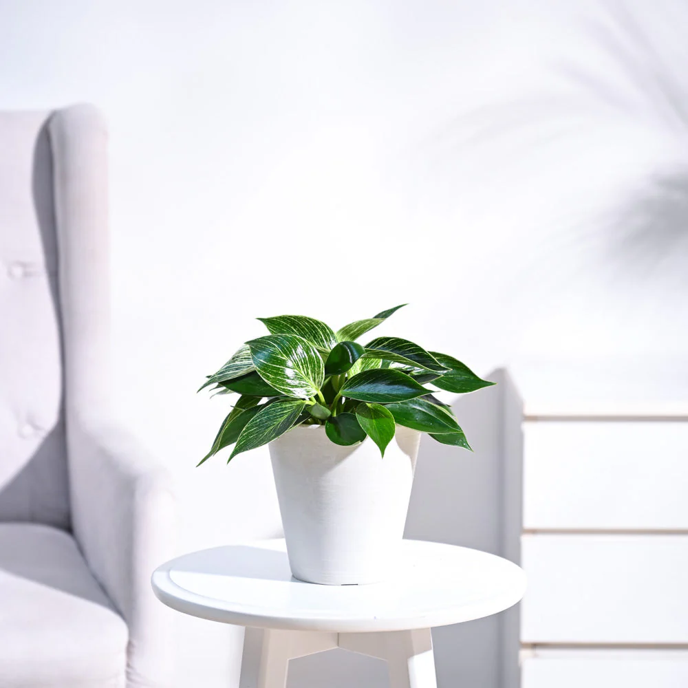 Philodendron Birkin Plant - Image 13