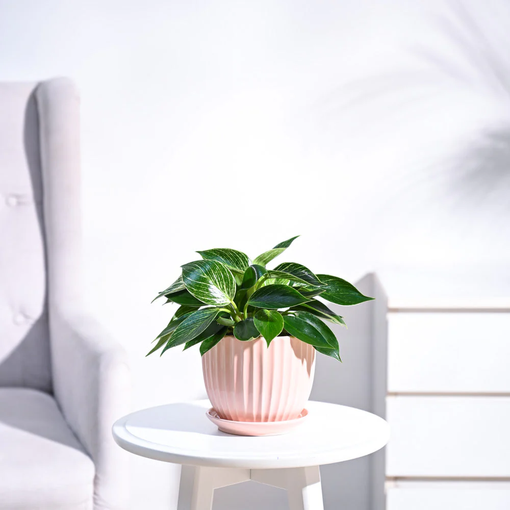Philodendron Birkin Plant - Image 18