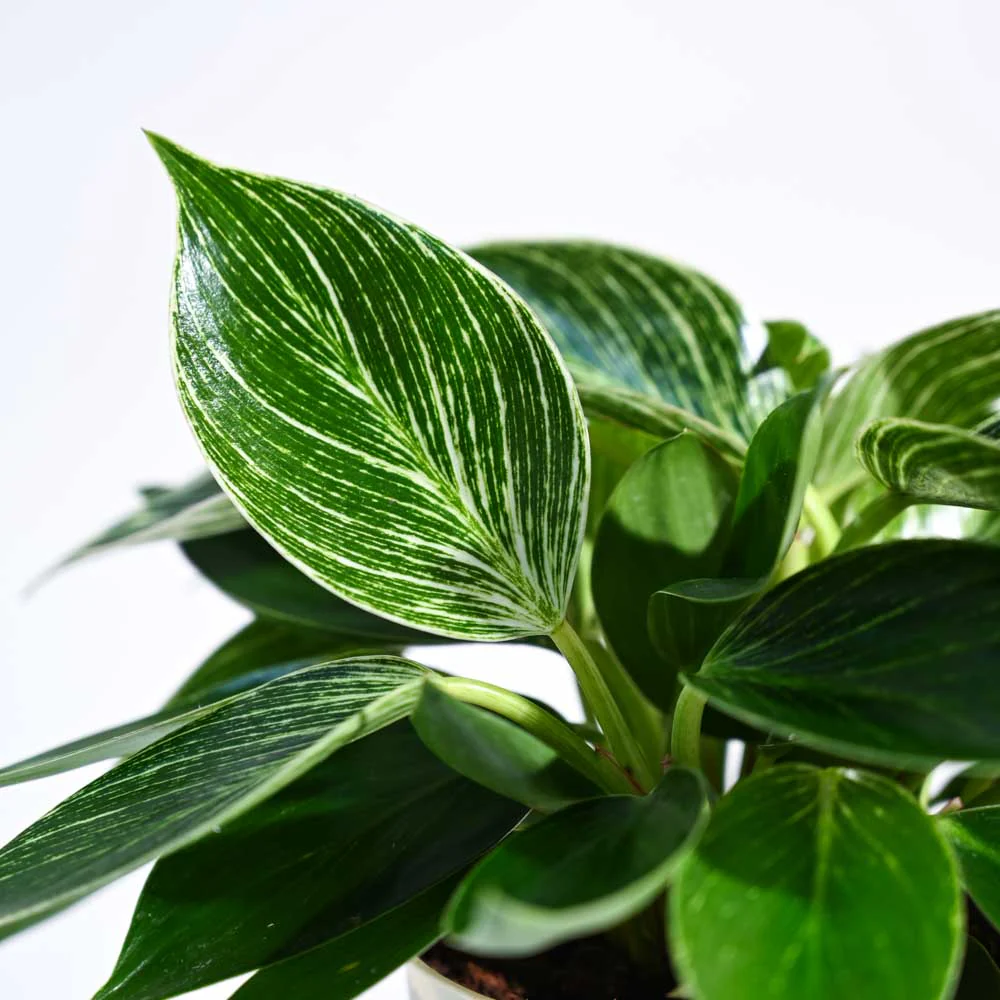 Philodendron Birkin Plant - Image 19