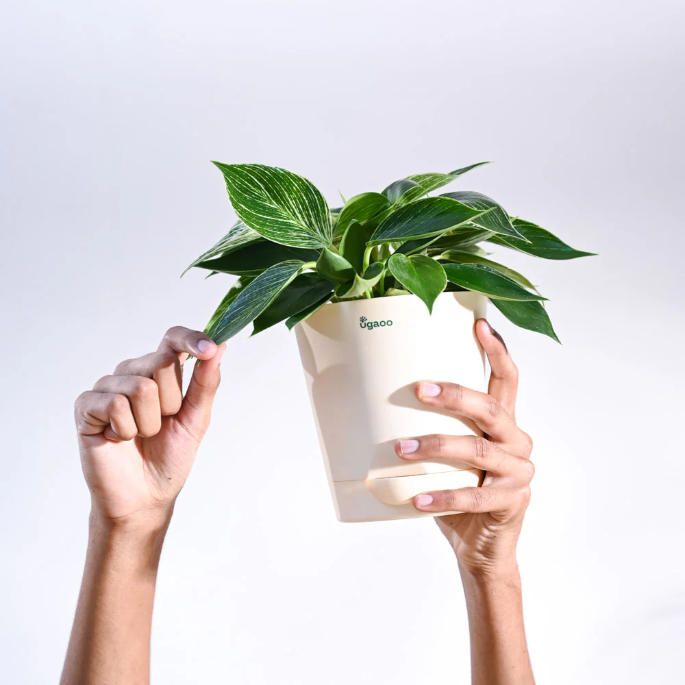 Philodendron Birkin Plant - Image 20