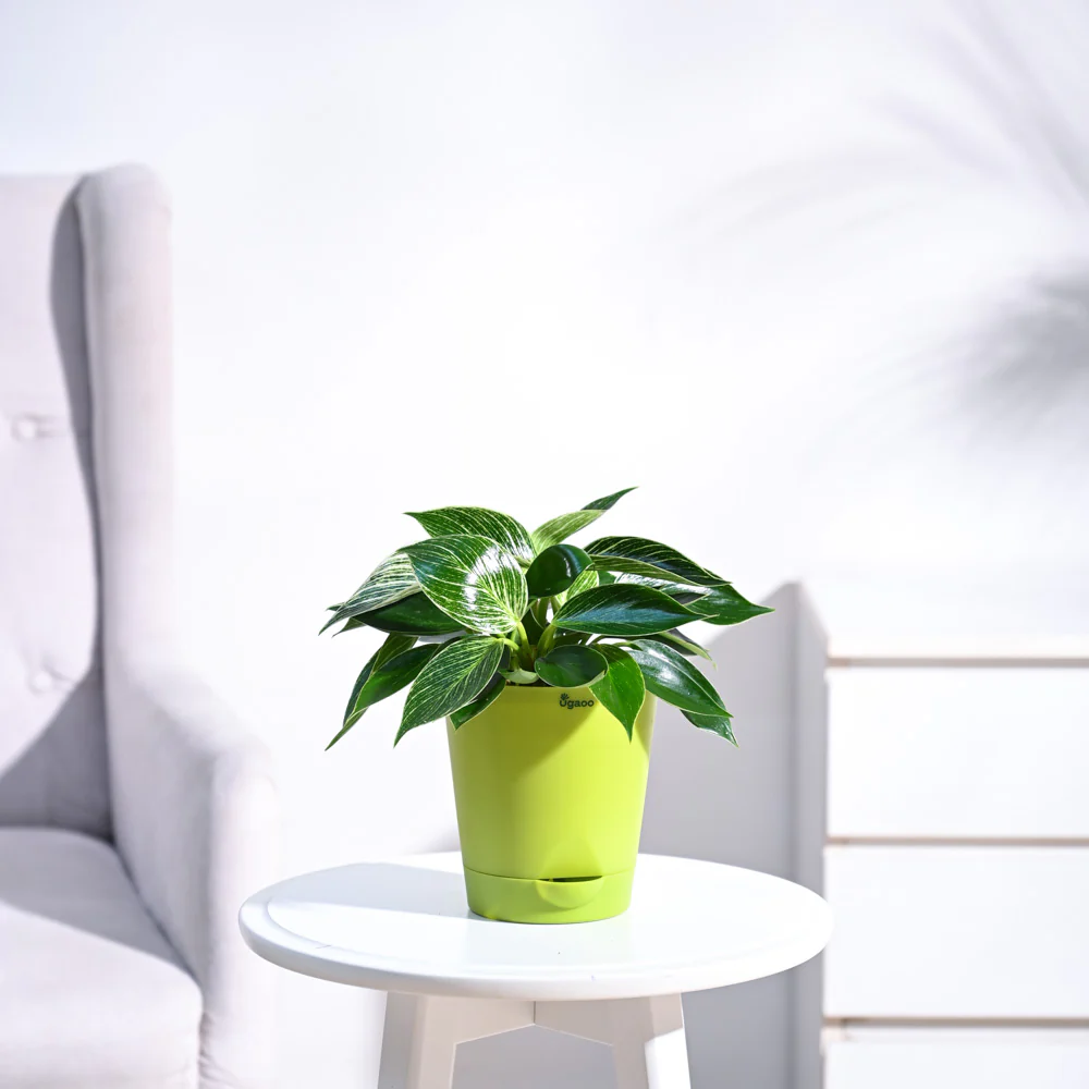 Philodendron Birkin Plant - Image 23