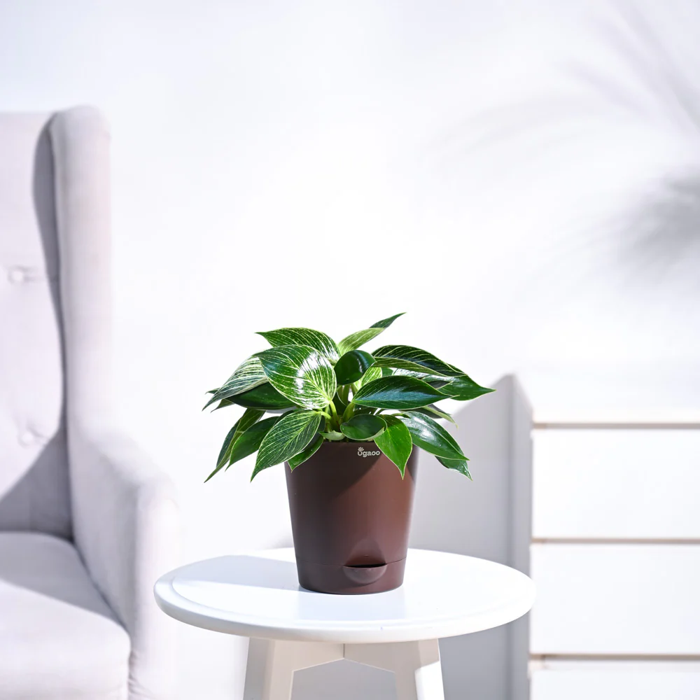 Philodendron Birkin Plant - Image 28