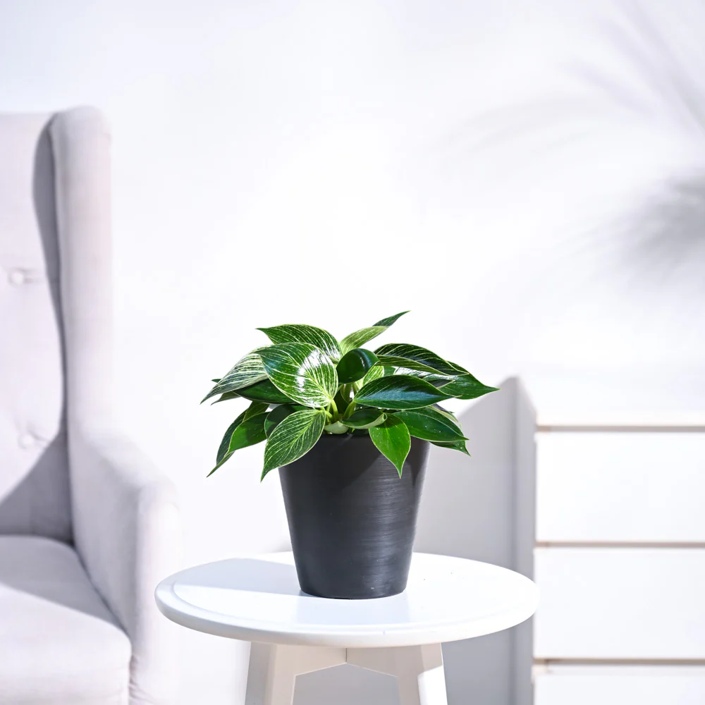Philodendron Birkin Plant - Image 43