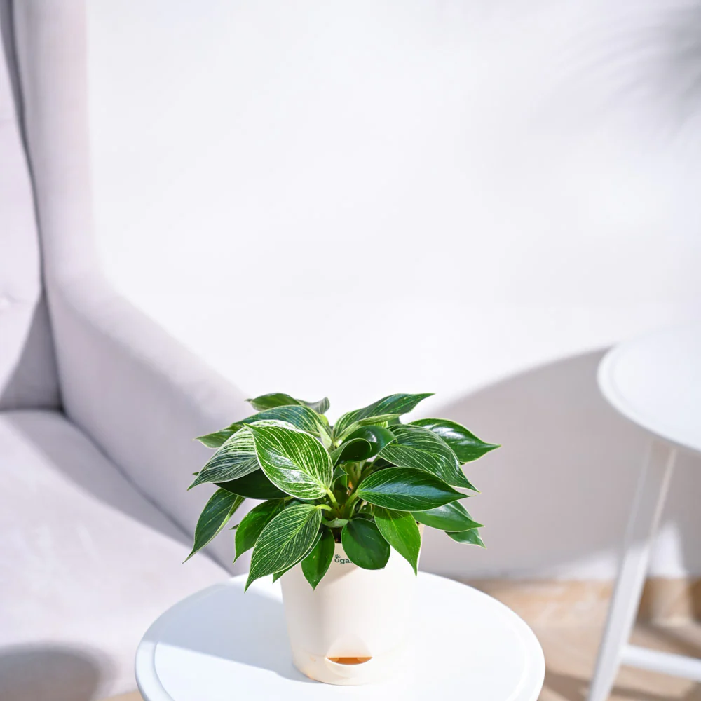 Philodendron Birkin Plant - Image 47