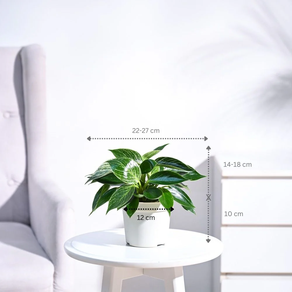 Philodendron Birkin Plant - Image 52