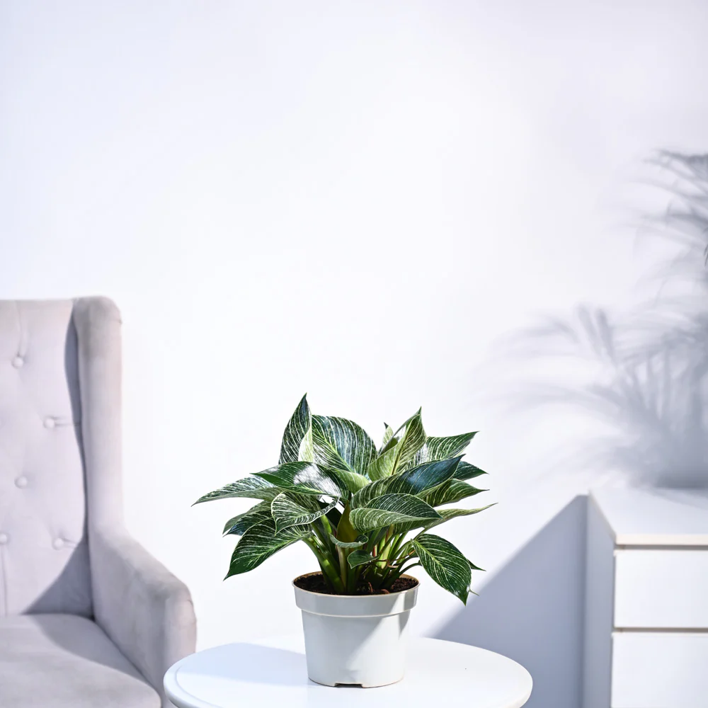 Philodendron Birkin Plant - Image 53