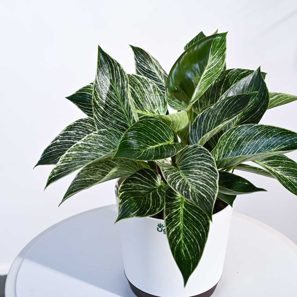 Philodendron Birkin Plant - Image 54