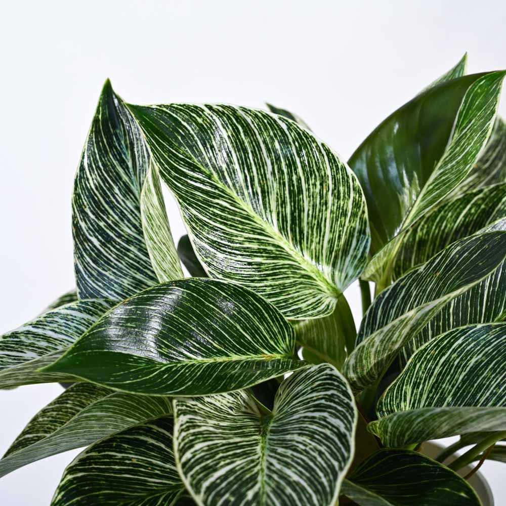Philodendron Birkin Plant - Image 64