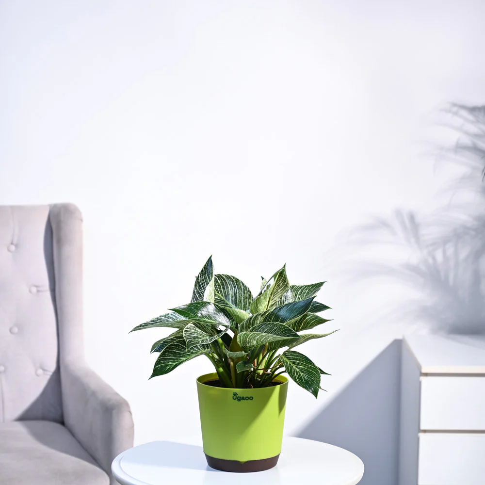 Philodendron Birkin Plant - Image 72
