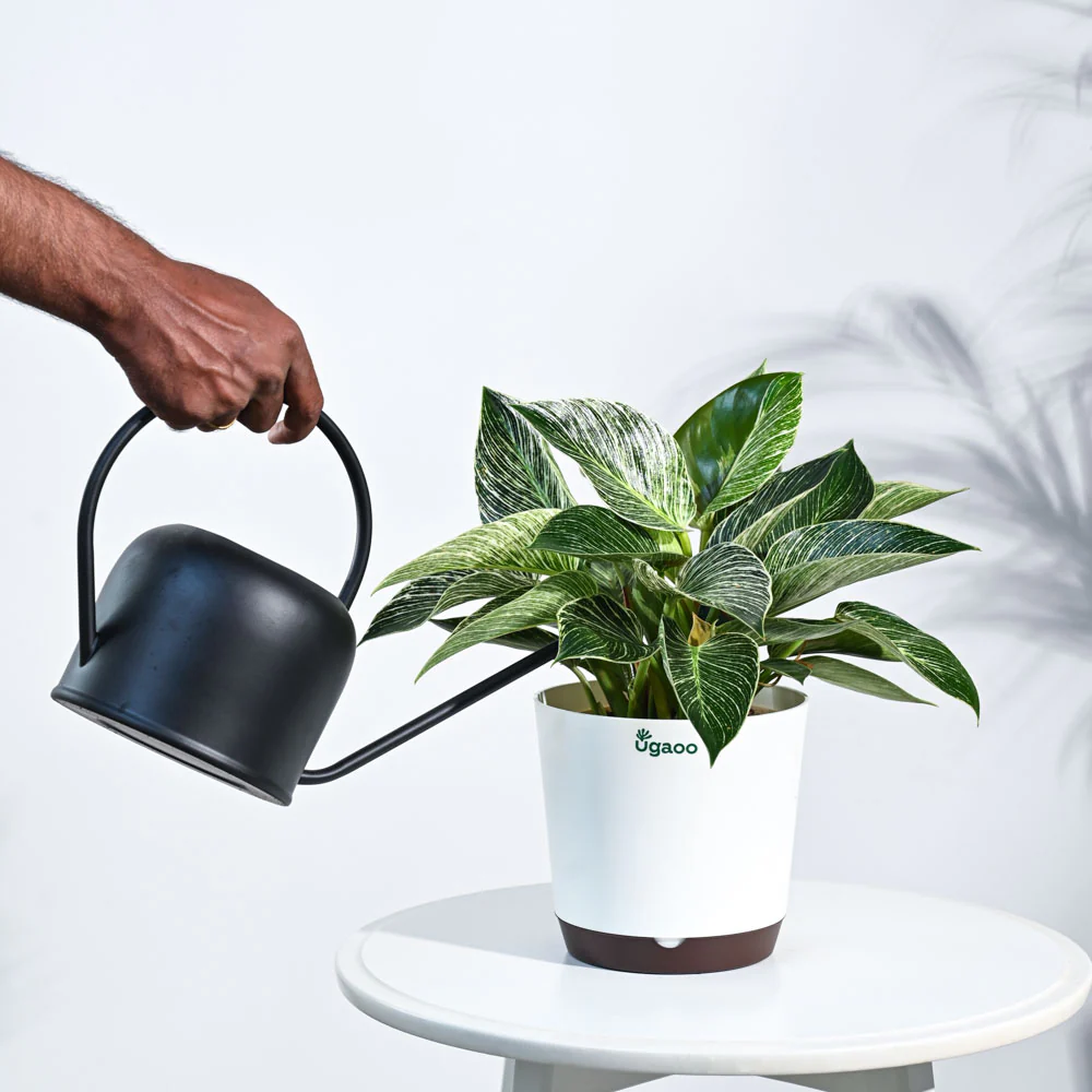 Philodendron Birkin Plant - Image 75