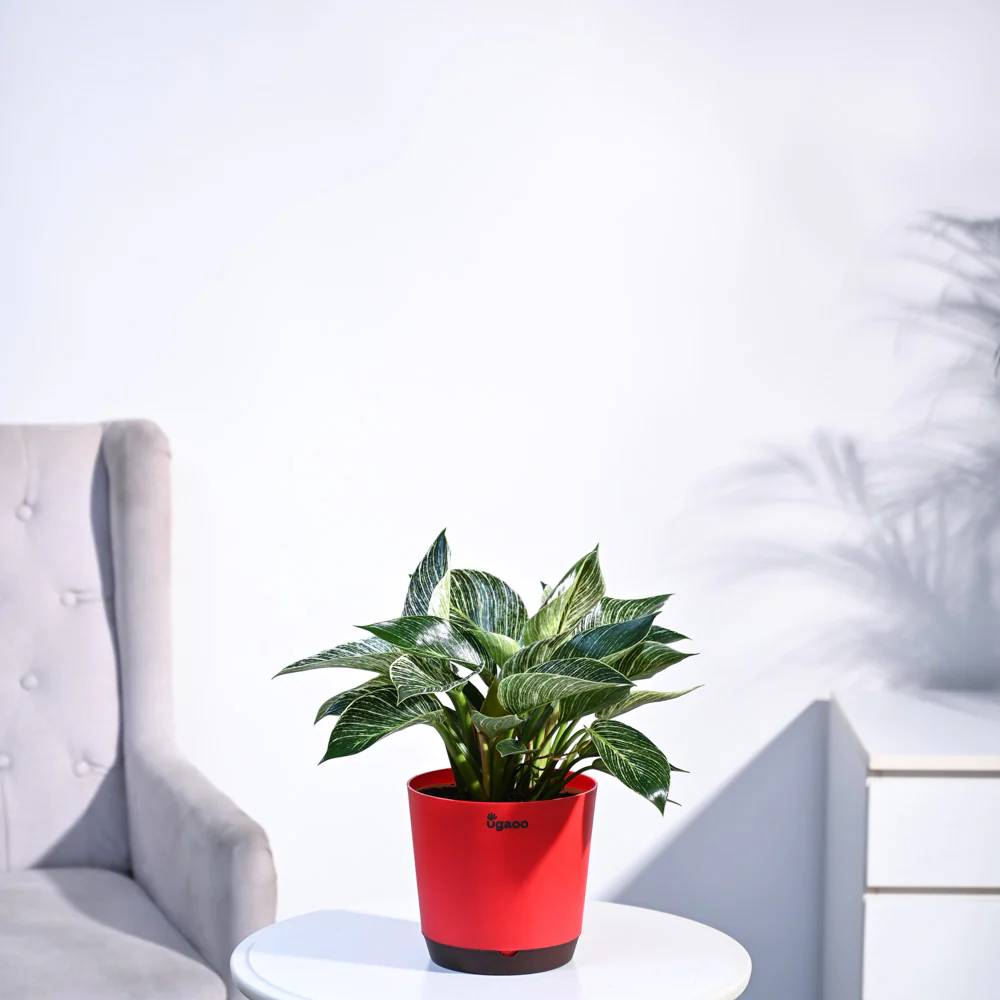 Philodendron Birkin Plant - Image 77