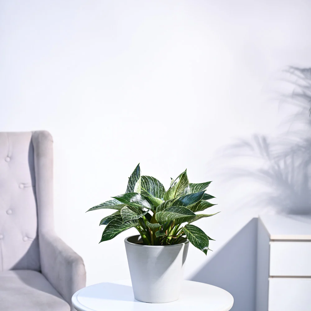 Philodendron Birkin Plant - Image 87