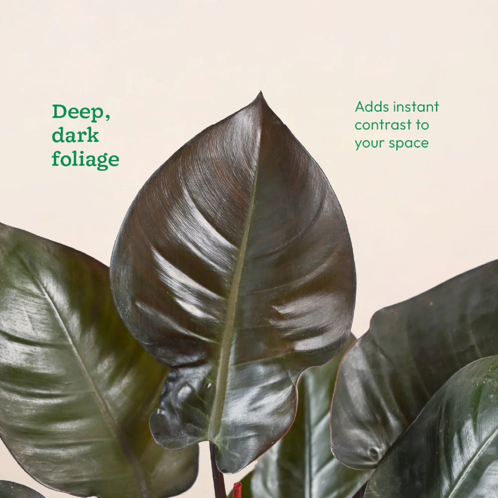 Philodendron Black Cardinal - Image 3
