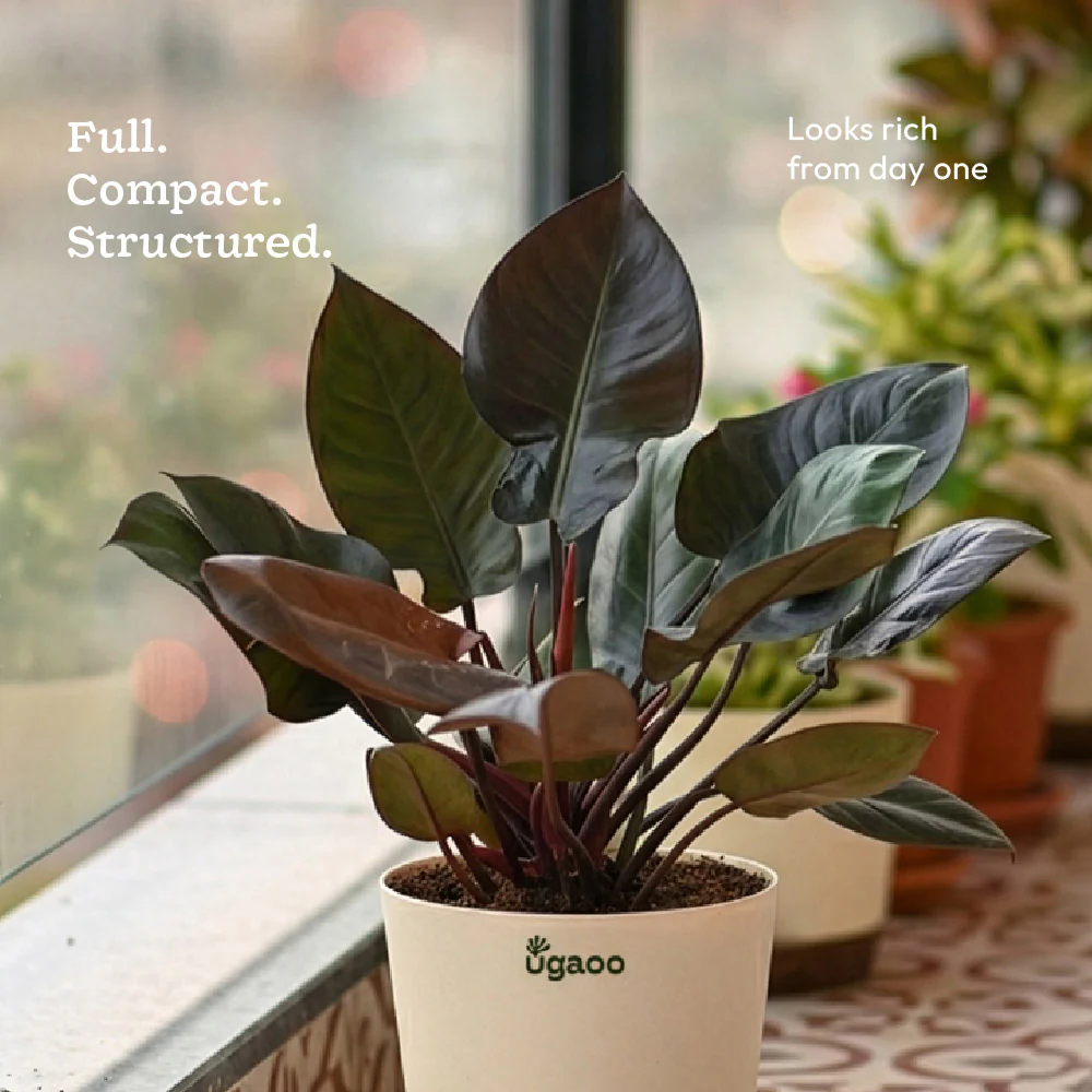 Philodendron Black Cardinal - Image 4
