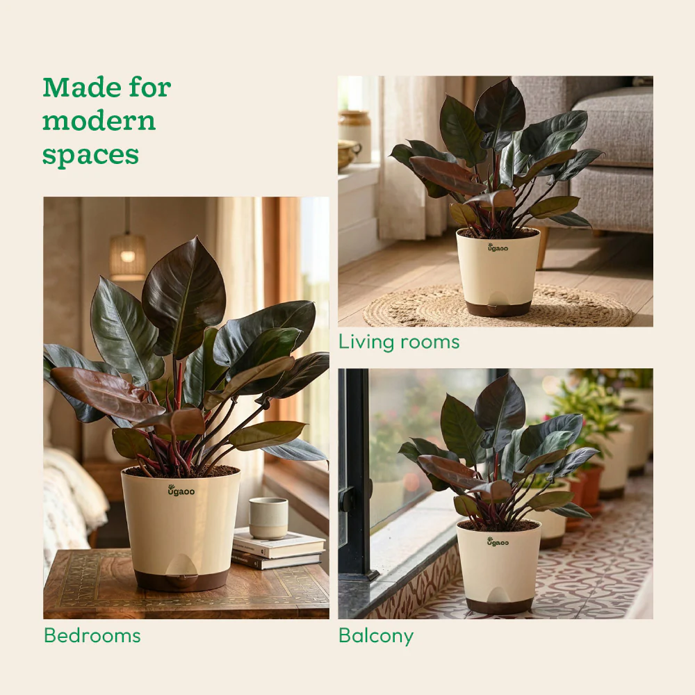 Philodendron Black Cardinal - Image 5