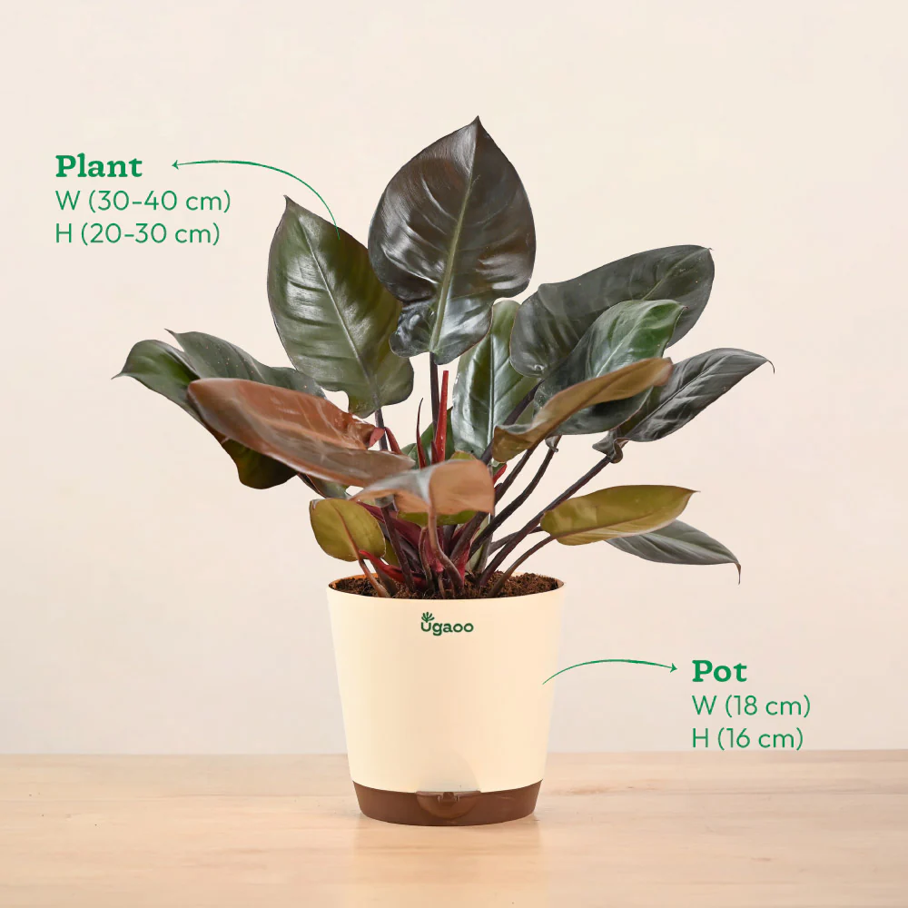 Philodendron Black Cardinal - Image 7