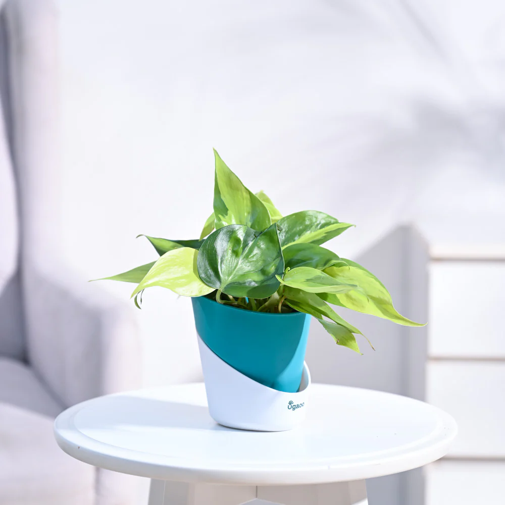Philodendron Brasil Plant - Image 11